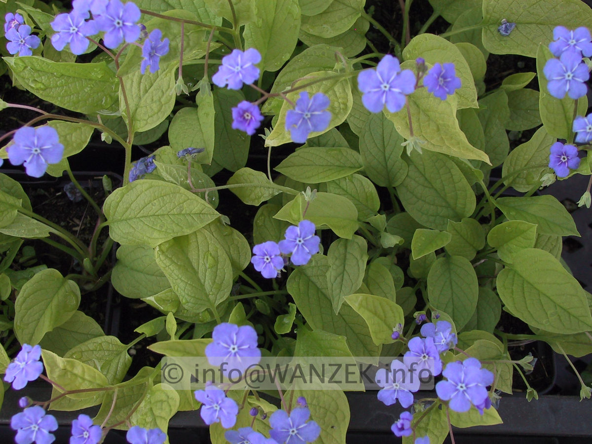 Omphalodes verna.JPG